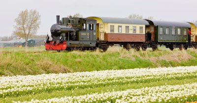 The Steam Train Hoorn Medemblik riding through a Dutch field of flowers.