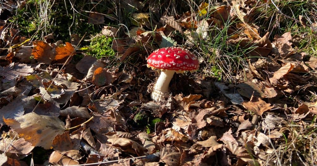 Amsterdam in Autumn tips.