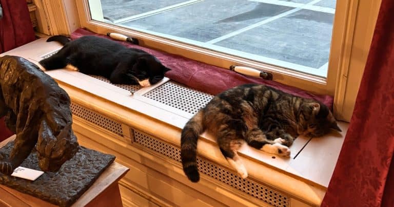 Cats in Amsterdam: 4 Places to Meet Them
