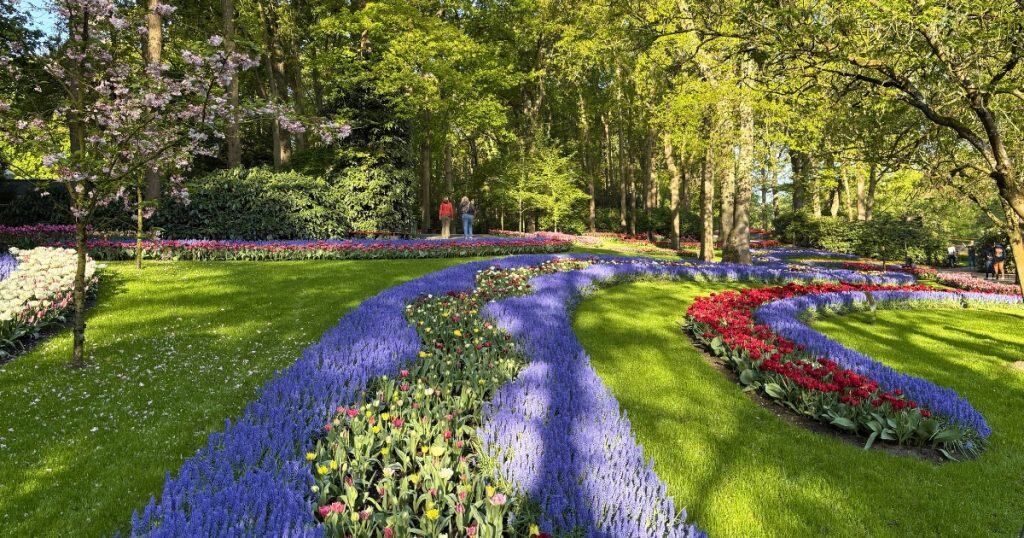 Classic Keukenhof garden view with purple flowers in the middle.