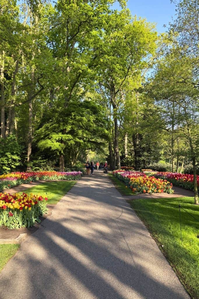 Classic Keukenhof tulip garden view walking paths.