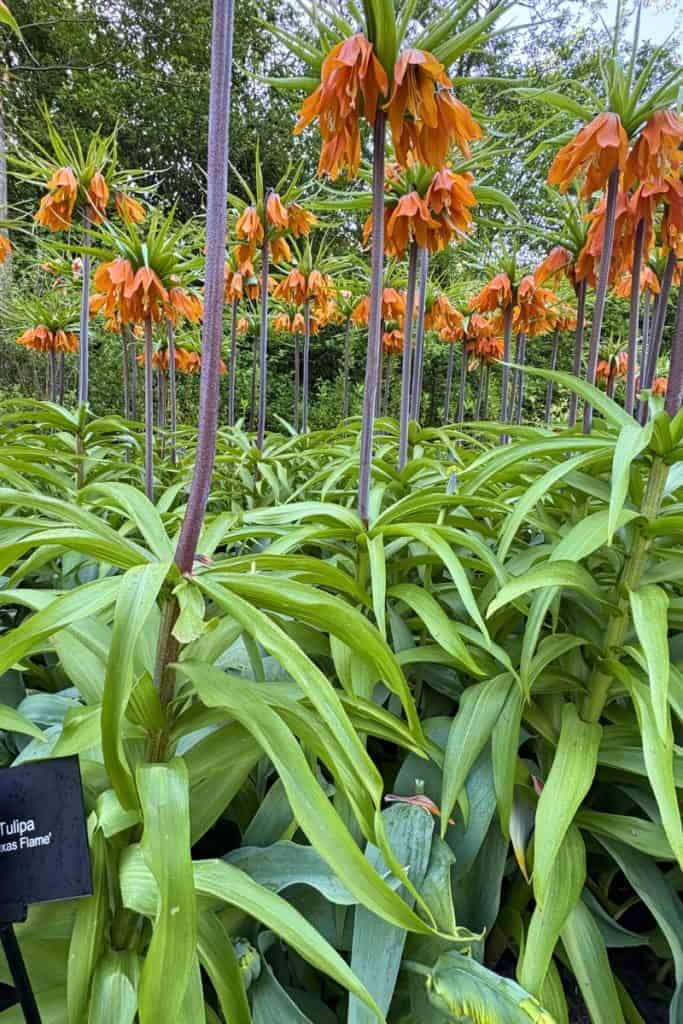 Texas Flame Tulips at Keukenhof Tulip Garden. You find many exotic tulip varieties here.