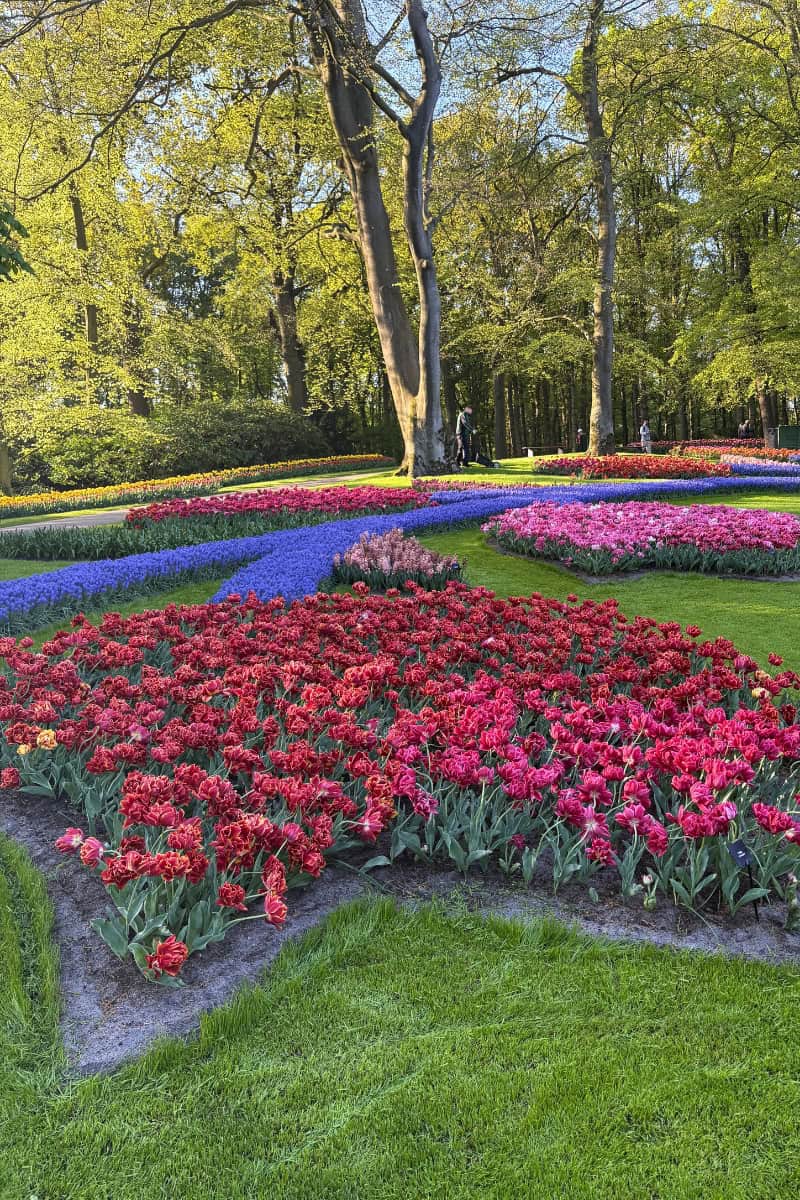Classic Keukenhof garden view. Tulips planted in a tulip shape.