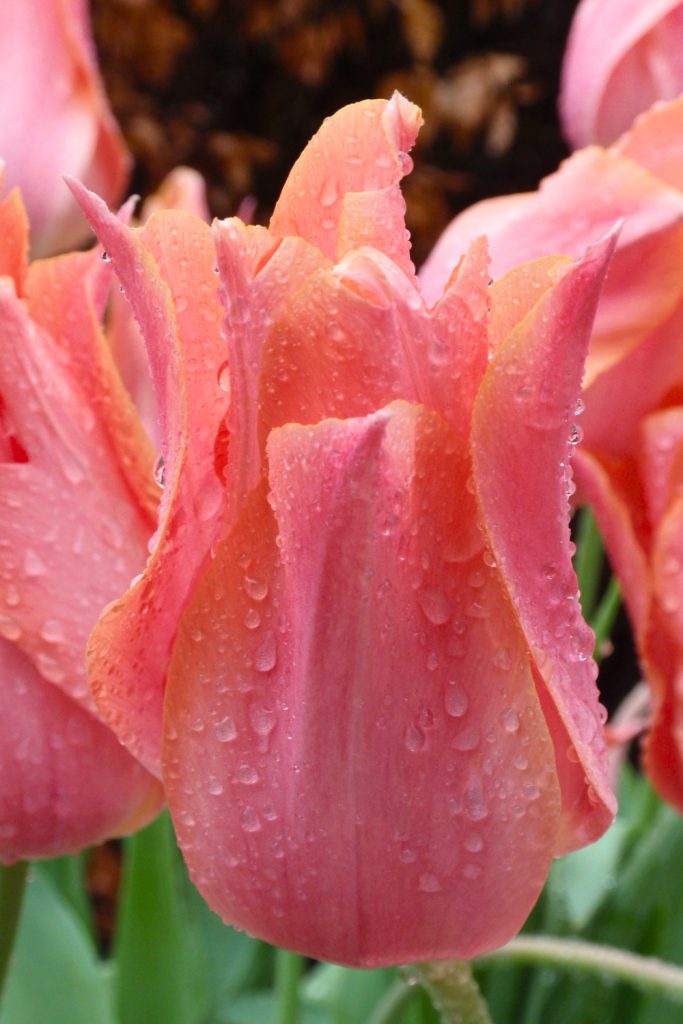 keukenhof-tulip-pink-wet Tulip at the Keukenhof Gardens Holland.