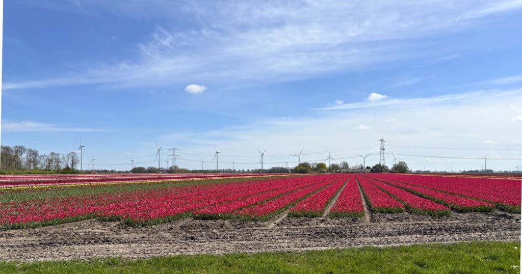 Multicolor tulip field in the Netherlands, as far as the eye can see.